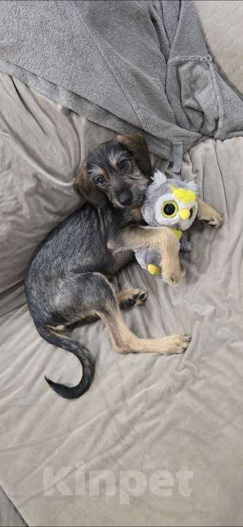 Собаки в Москве: Щенок в добрые руки  Девочка, Бесплатно - фото 8