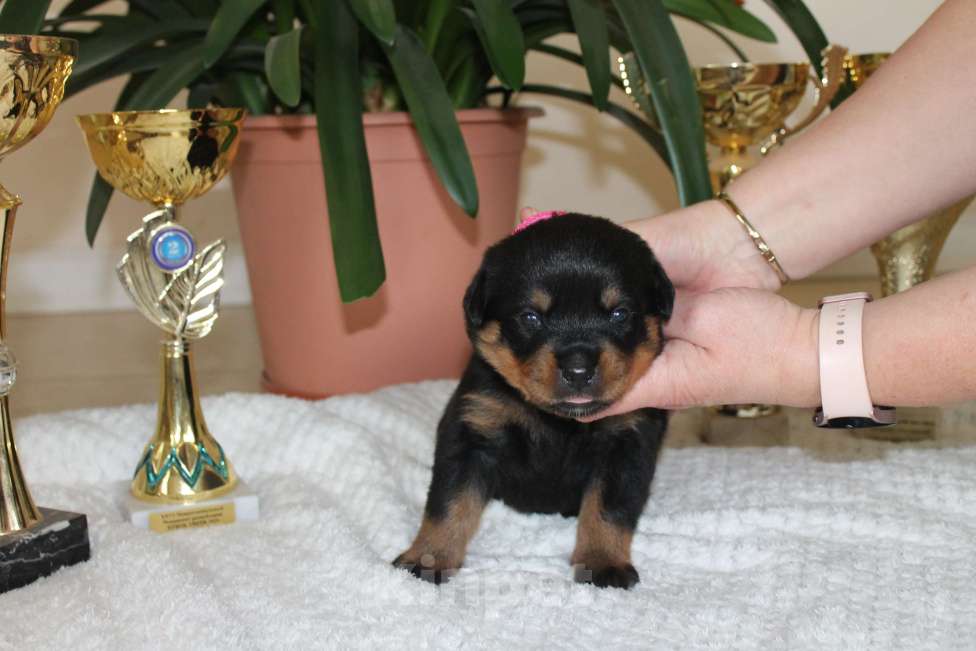 Собаки в других городах Ленинградской области: Питомник "АЛАГРОС" предлагает щенков ротвейлера Девочка, 55 000 руб. - фото 7
