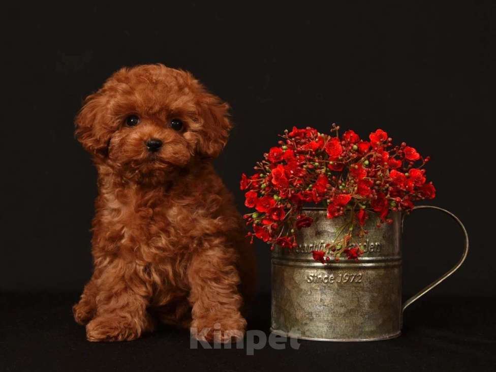 Собаки в других городах Московской области: Щенок Тедди пудель Девочка, 200 000 руб. - фото 3