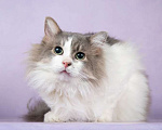 Кошки в Москве: Пушистый сибирский умный нежный кот Вегас в добрые руки Мальчик, Бесплатно - фото 1