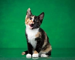 Кошки в Люберцах: Трехцветный котёнок по кличке Юка ищет свою семью. Девочка, 1 руб. - фото 7