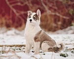 Собаки в Лосином-Петровском: Любава якутенок в добрые руки Девочка, Бесплатно - фото 9