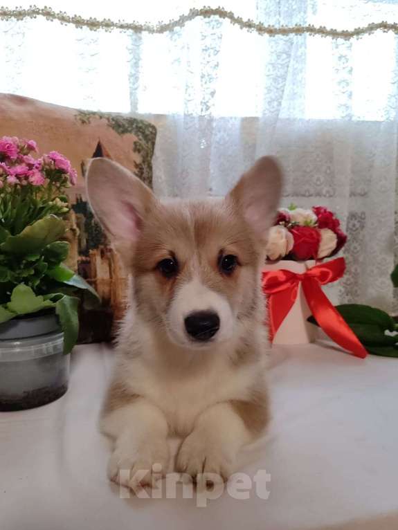 Собаки в Пересвете: Продаётся мальчишка шалунишка🥰 Мальчик, 50 000 руб. - фото 4