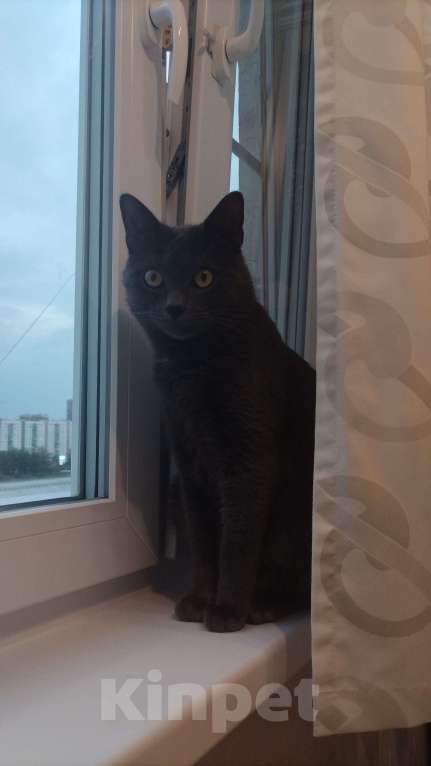 Кошки в Москве: Добрые руки для Джерри Мальчик, Бесплатно - фото 3