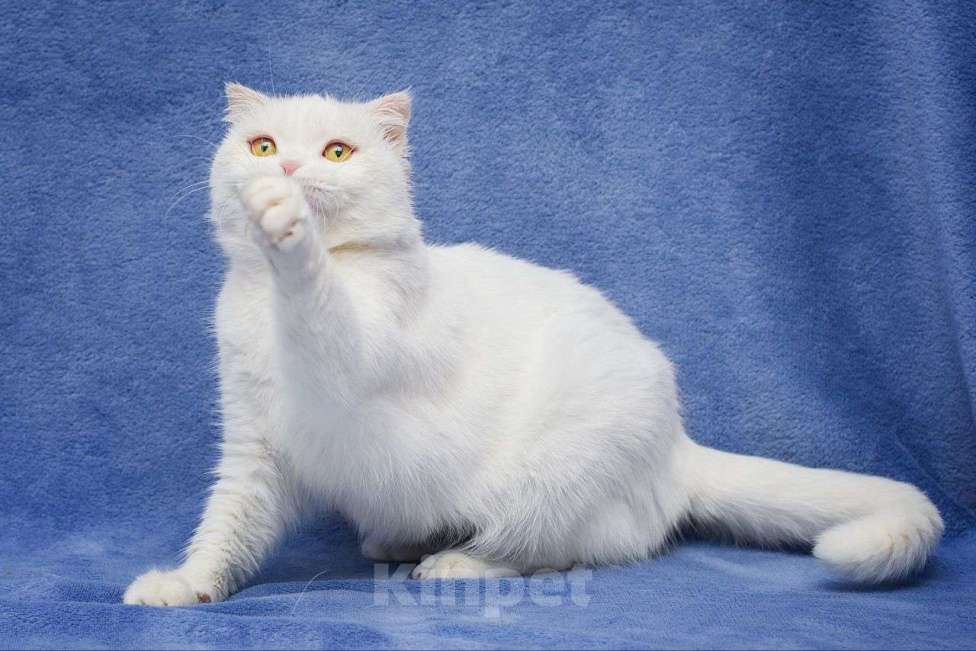 Кошки в Москве: Белая шотландская кошечка в дар Девочка, Бесплатно - фото 2