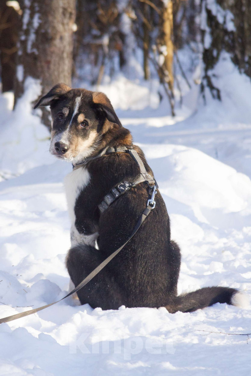 Собаки в Москве: Щенок Алабая в добрые руки  Мальчик, Бесплатно - фото 1