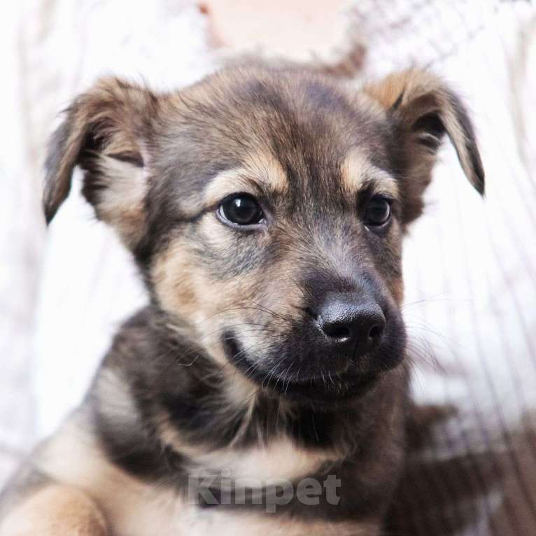 Собаки в Москве: Передержка уезжает 🆘️ трехмесячный щеночек Зорька срочно ищет дом  Девочка, Бесплатно - фото 2