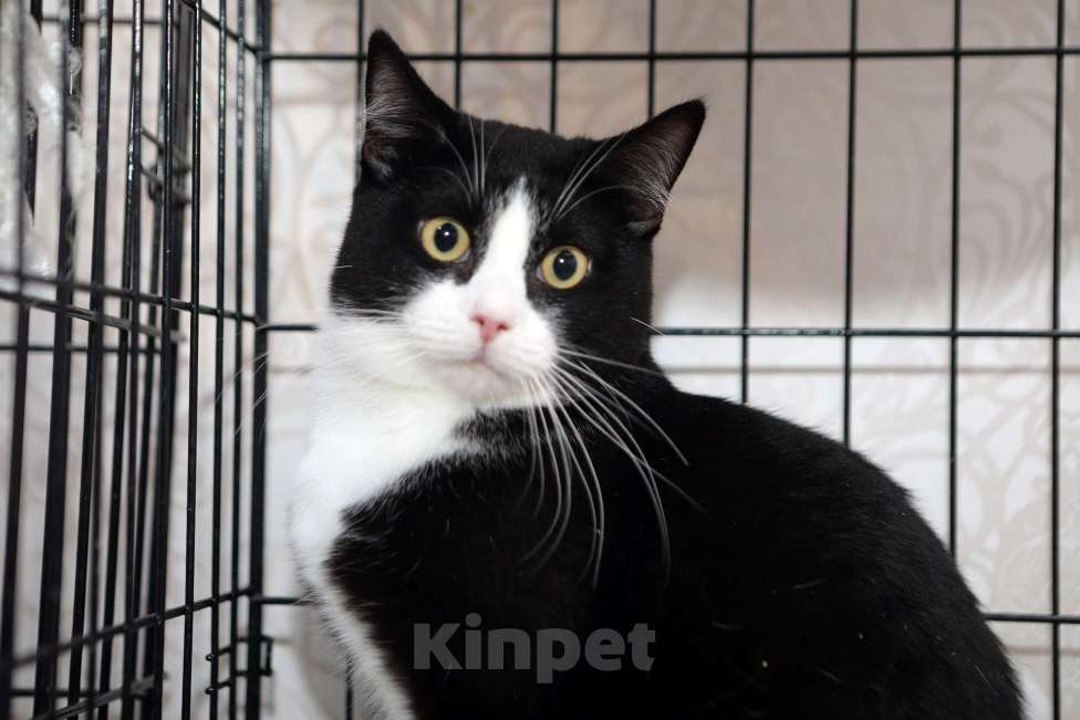 Кошки в Санкт-Петербурге: Степан Степашка Степочка трусишка Мальчик, Бесплатно - фото 2