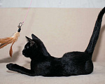 Кошки в Москве: Черный жемчуг - котёнок Финик ищет заботливых хозяев. В добрые руки Мальчик, Бесплатно - фото 4
