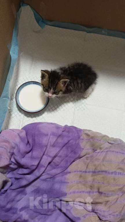 Кошки в Воронеже: Отдам в добрые руки крошку котёнка!  Девочка, 10 руб. - фото 2