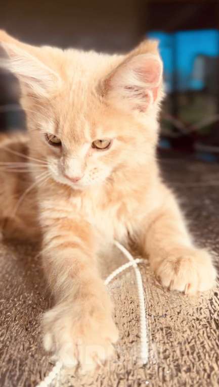 Кошки в Москве: Котята Мейн-кун Девочка, 28 000 руб. - фото 4