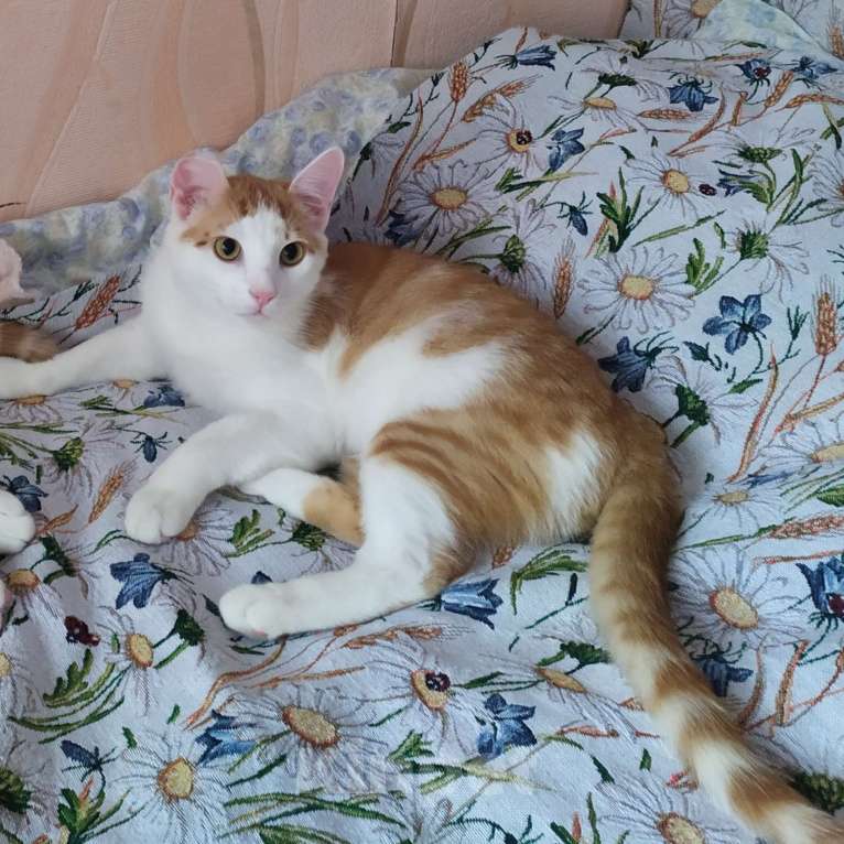 Кошки в Санкт-Петербурге: Ласковый Яша в добрые руки Мальчик, Бесплатно - фото 9