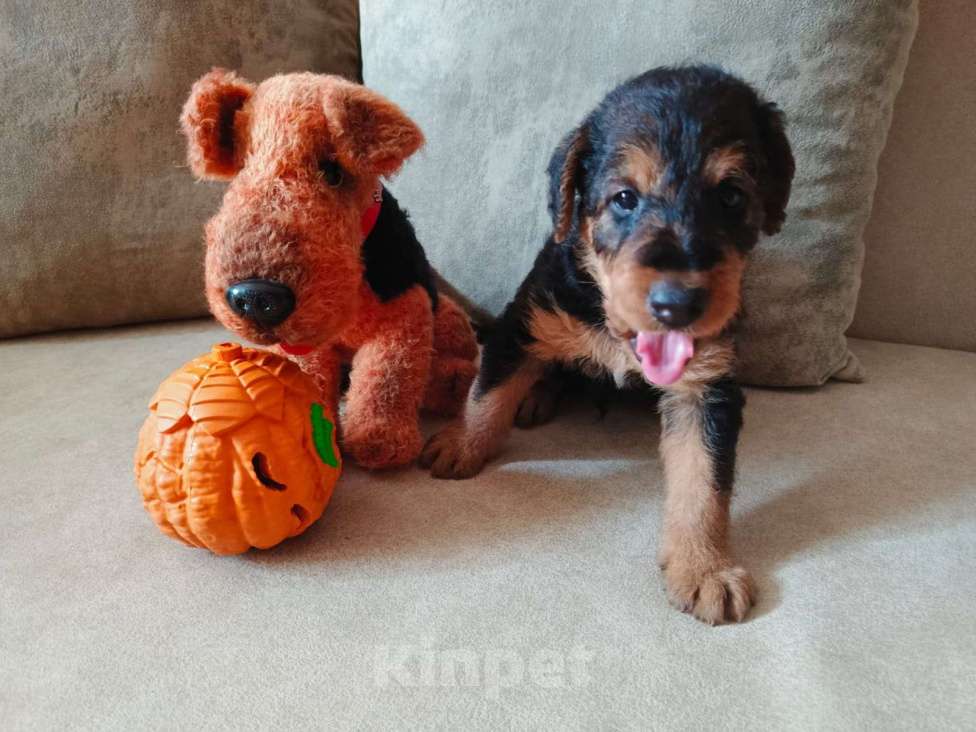 Собаки в Москве: Эрдельтерьеры Девочка, 60 000 руб. - фото 2