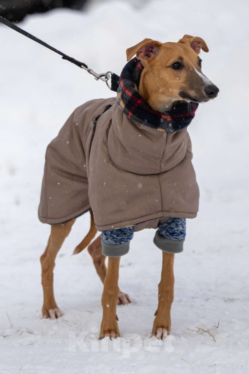 Собаки в Кубинке: Щенок уиппета Мальчик, 50 000 руб. - фото 3