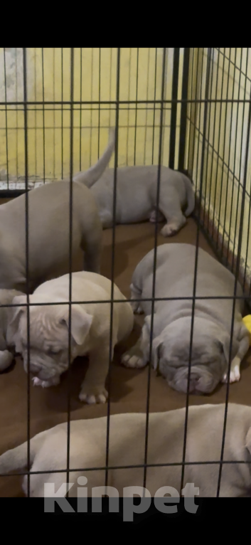 Собаки в Ставрополе: Щенки Американского Булли Мальчик, 80 руб. - фото 5