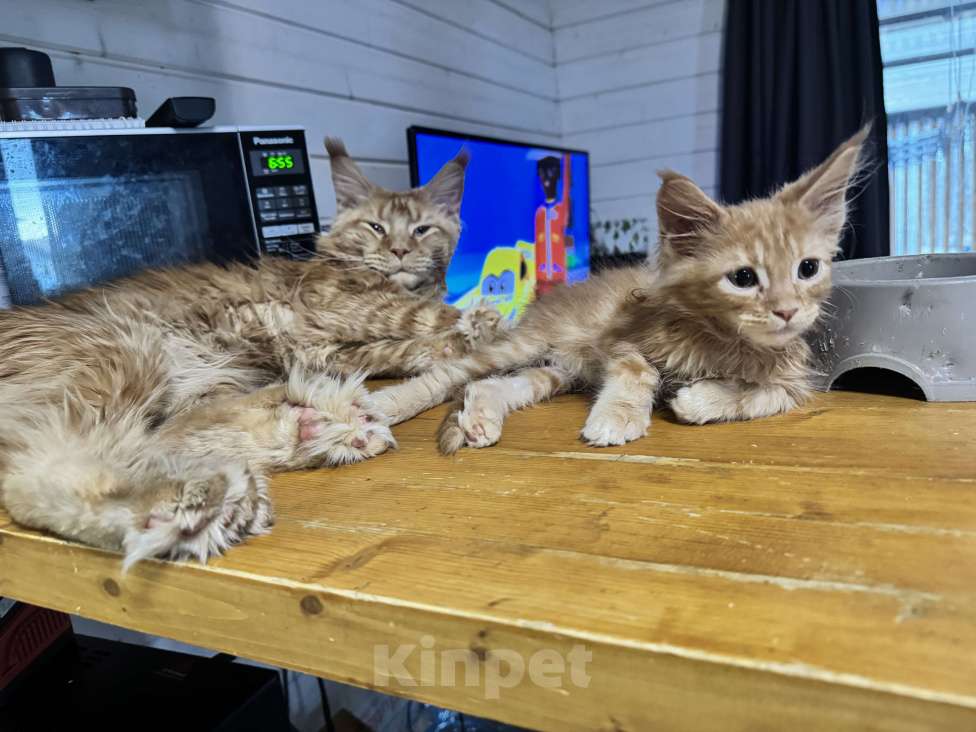 Кошки в других городах Ленинградской области: Продажа котят мейн куна Девочка, 25 000 руб. - фото 5