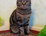 Кошки в Кургане: Вязка, шотландский кот, 1 000 руб. - фото 1