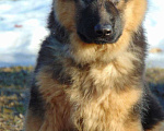 Собаки в Вологде: Продам щенков немецкой овчарки, 50 000 руб. - фото 1