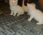 Кошки в Оленегорске: Котята мейн-кун, 5 000 руб. - фото 5