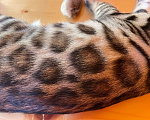 Кошки в Истре: Ручная бенгалочка с документами Девочка, 24 000 руб. - фото 7