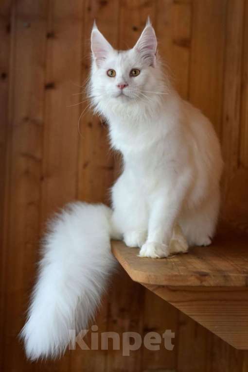 Кошки в Москве: Котенок 2 Мальчик, 1 руб. - фото 6