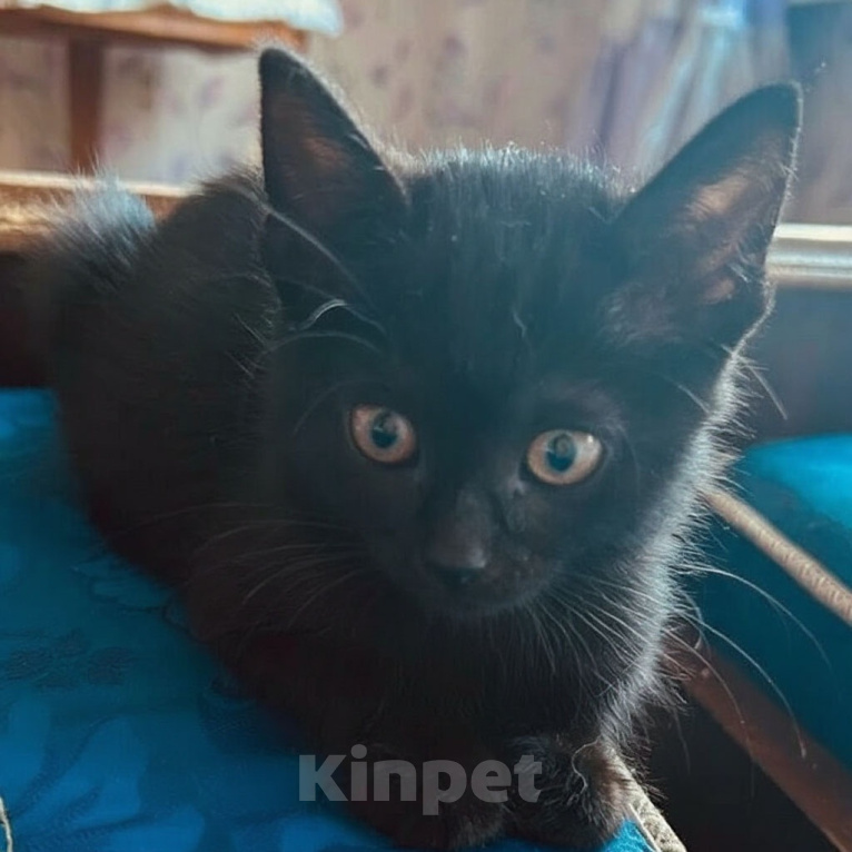 Кошки в Москве: Черный котенок в дар Мальчик, Бесплатно - фото 6