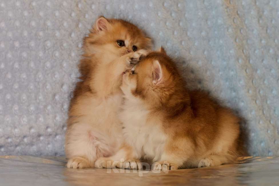 Кошки в Челябинске: Настоящая золотая шиншилла ny12 (ny11) Девочка, 80 000 руб. - фото 7