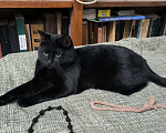 Кошки в Москве: Черный кот Ферми Мальчик, Бесплатно - фото 8