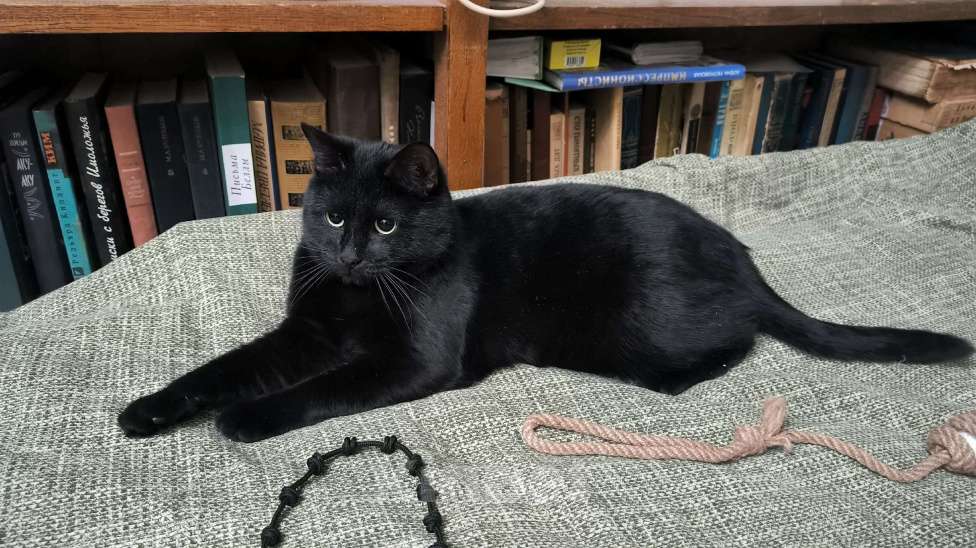 Кошки в Москве: Черный кот Ферми Мальчик, Бесплатно - фото 8