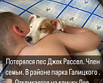 Собаки в Краснодаре: Потерялся  Мальчик, 5 000 руб. - фото 3