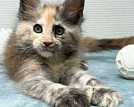 Кошки в Москве: Мейн-кун полидакт девочка Девочка, 35 000 руб. - фото 1