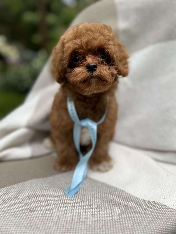 Собаки в Москве: Щенки мальтипу Мальчик, 220 000 руб. - фото 7