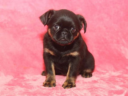 Красивая девочка 