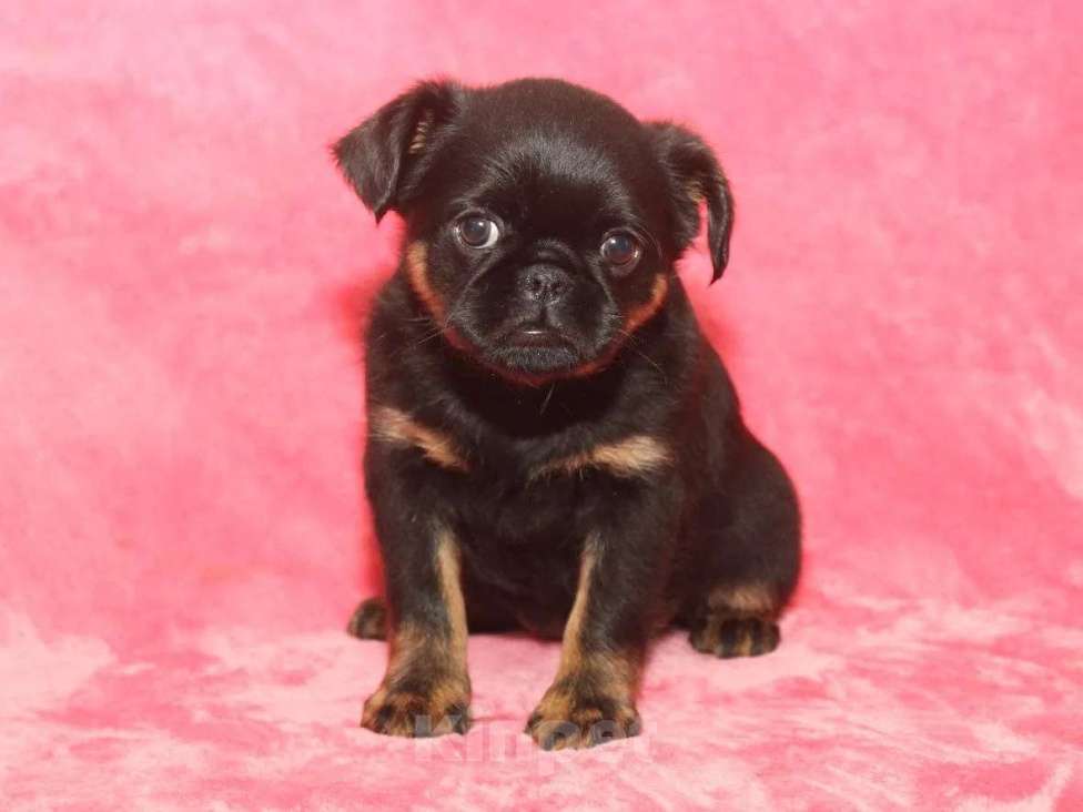 Собаки в Санкт-Петербурге: Красивая девочка  Девочка, 80 000 руб. - фото 1