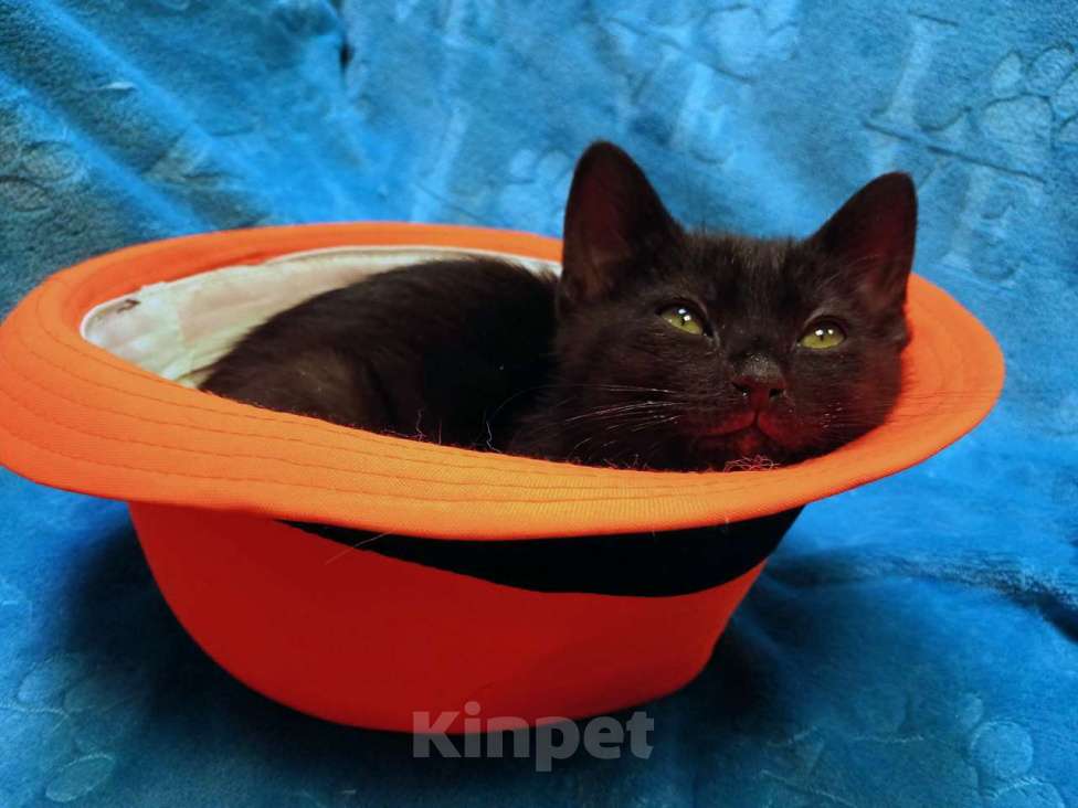 Кошки в Санкт-Петербурге: Черный игривый котёнок ищет дом Девочка, Бесплатно - фото 5