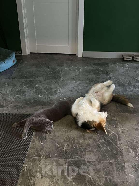 Собаки в Екатеринбурге: Вельш корги пемброк триколор Мальчик, 30 000 руб. - фото 2