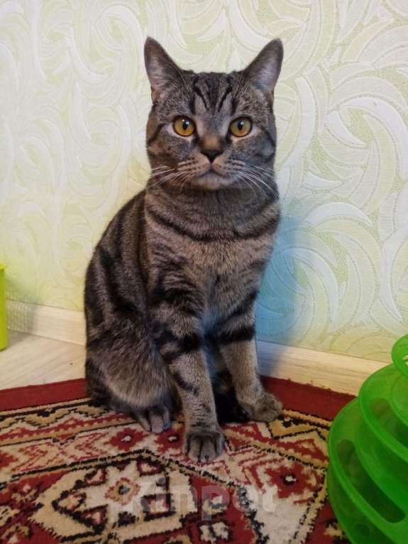 Кошки в Кургане: Вязка, шотландский кот, 1 000 руб. - фото 1