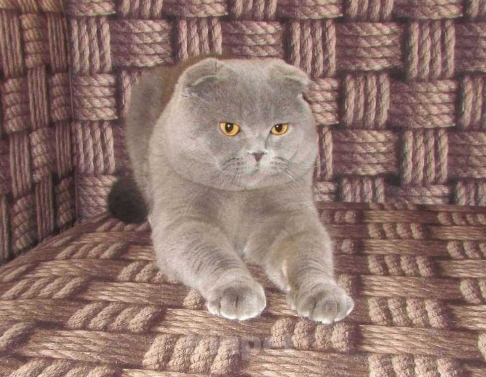 Кошки в Санкт-Петербурге: шоландский голубой котик фолд Мальчик, Бесплатно - фото 5