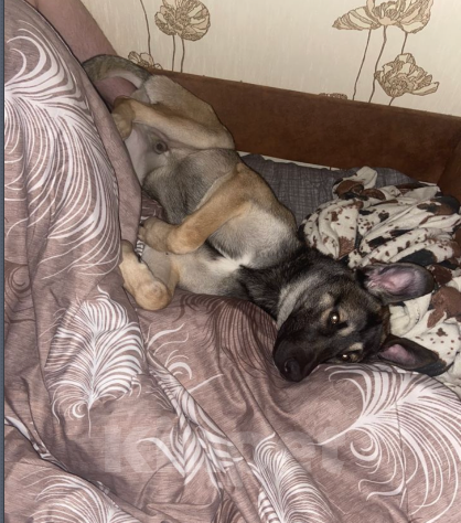 Собаки в Лосином-Петровском: Метис с малинуа Симбочка Мальчик, Бесплатно - фото 4