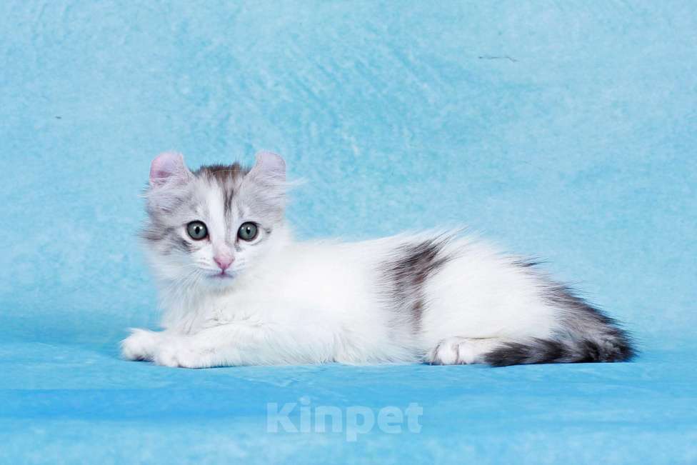 Кошки в Москве: Американский кёрл Девочка, Бесплатно - фото 5