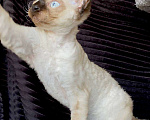 Кошки в Ломоносе: котята девон рекс Мальчик, 30 000 руб. - фото 7