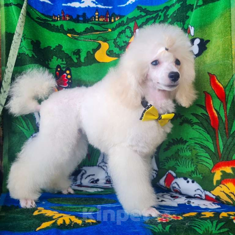 Собаки в Москве: Щенок миниатюрного  пуделя Мальчик, 50 000 руб. - фото 9