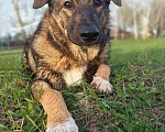 Собаки в Москве: Идеальный мальчик Сэм в добрые руки Мальчик, 10 руб. - фото 3