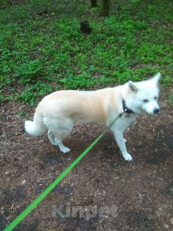 Собаки в Москве: взрослая акито ,7 лет , ищет нового хозяина  Девочка, Бесплатно - фото 3