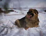 Собаки в Москве: ЗНАКОМЬТЕСЬ: РОСКОШНАЯ СОБАКА ГЕРДА Девочка, Бесплатно - фото 5