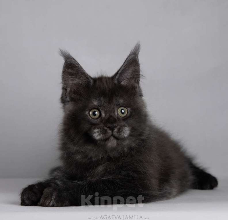 Кошки в Москве: Мейн-кун Зорро сладкий пирожок Мальчик, 105 000 руб. - фото 9