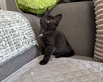 Кошки в Химках: Котенок мальчик 3 месяца Мальчик, Бесплатно - фото 5