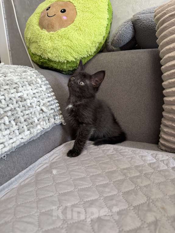 Кошки в Химках: Котенок мальчик 3 месяца Мальчик, Бесплатно - фото 5