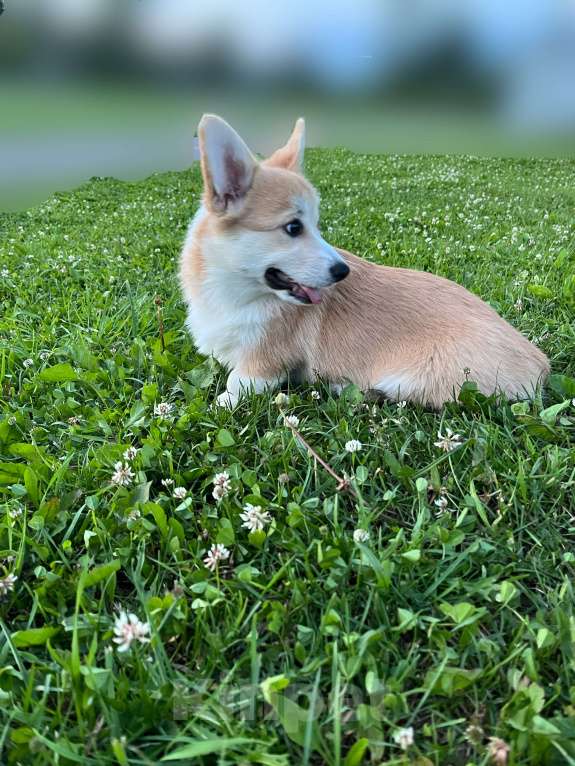 Собаки в Владимире: Щенок корги девочка  Девочка, 45 000 руб. - фото 2