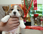 Собаки в Ангарске: Продажа щенков биглей Девочка, 80 000 руб. - фото 10